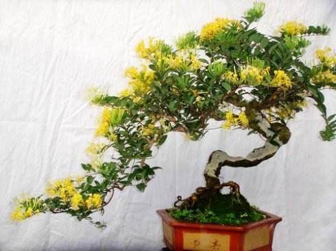 金银花虫害有以下几种