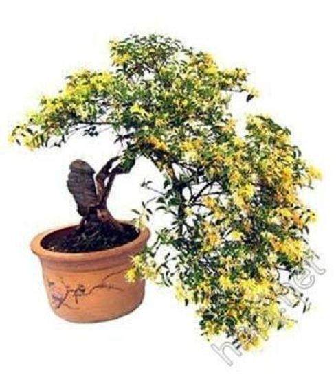 金银花病虫的防治办法