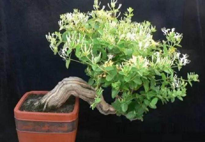 金银花的盆栽管理
