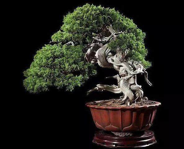 影响盆景景制作的10种倾向