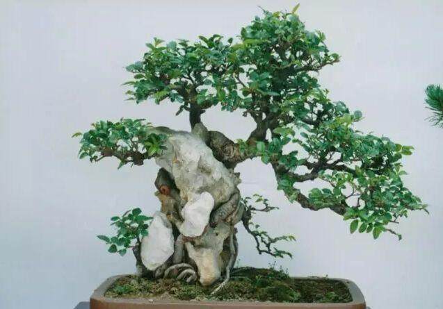 温棚里移栽的金雀盆景成活率接近80%