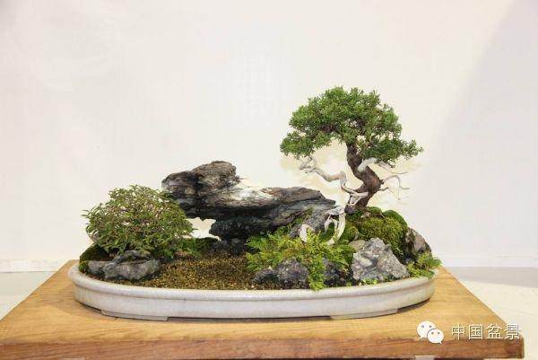 9月17日至23日 第二届中国杯盆景大赛于在银川举行