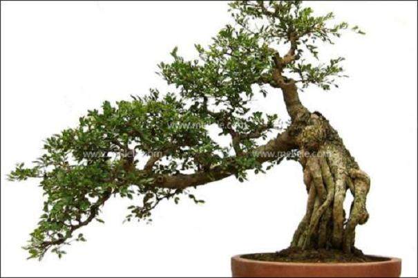 如何让盆景快速成型?