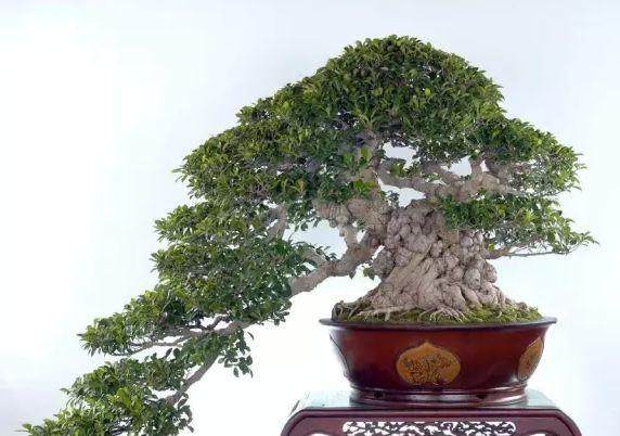 春季下山桩制作盆景初学者三方法