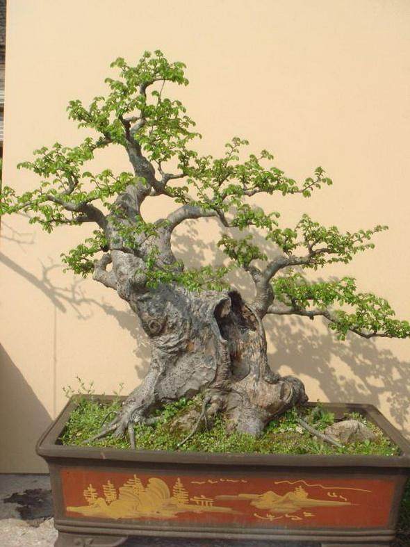 盆景枫树的树根上长满了白色的小虫子？