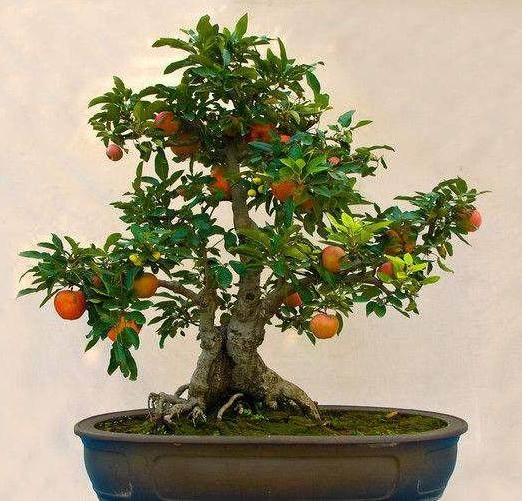 盆栽果树根系集中于盆里 如果施肥浓度过大会腐烂