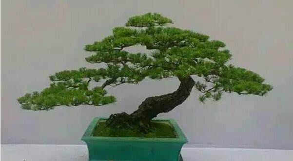 盆景怎样控制树型?摘芽与摘叶的应用技术