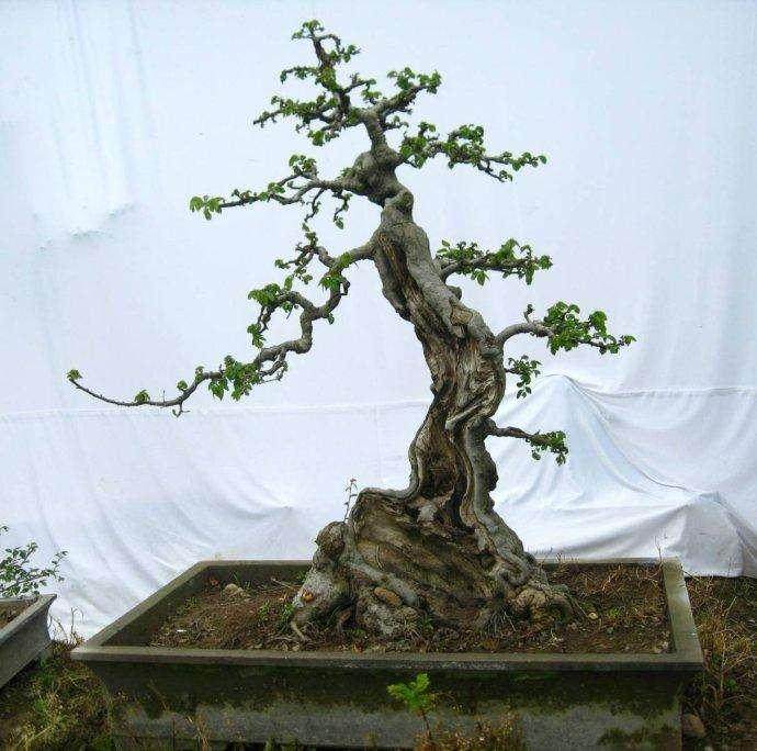 图解 盆景根部怎样造型的方法