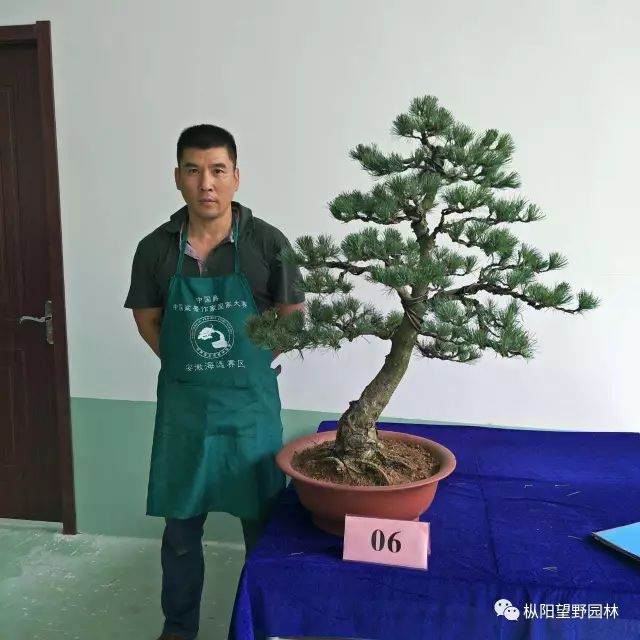 2017中国爵中国盆景作家制作大赛海选活动开始啦