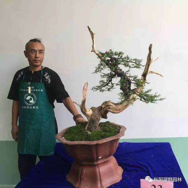 2017中国爵中国盆景作家制作大赛海选活动开始啦