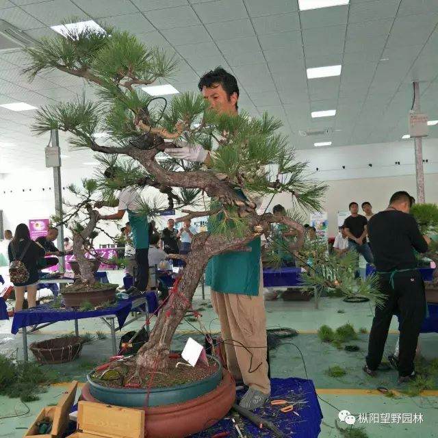 2017中国爵中国盆景作家制作大赛海选活动开始啦