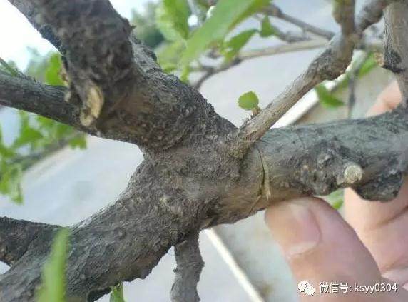 最取巧的盆景素材来源 “压条”【图解】