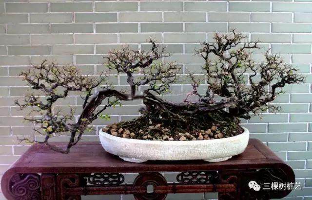 盆器的不同对盆景植物生长也不同