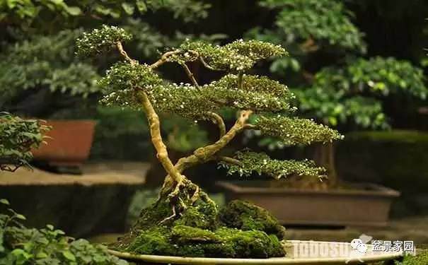 六月雪盆景怎么养护的6个方法