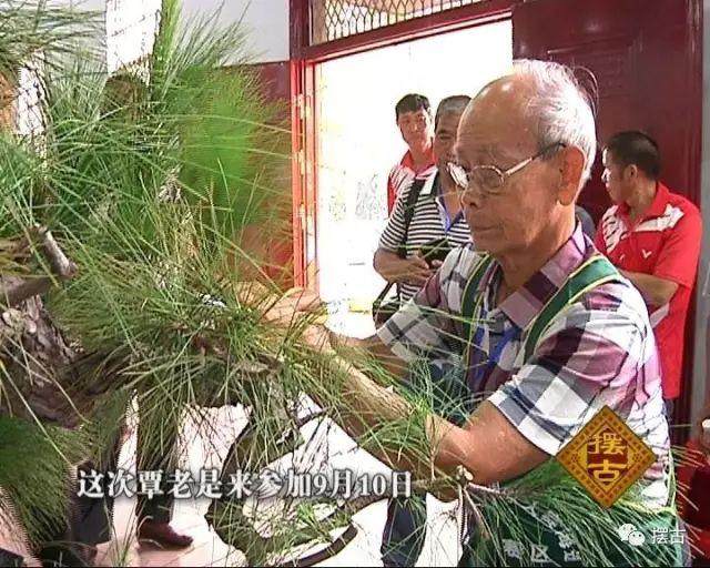 街头巷尾2：盆景大赛柳州办 岭南高手齐参赛