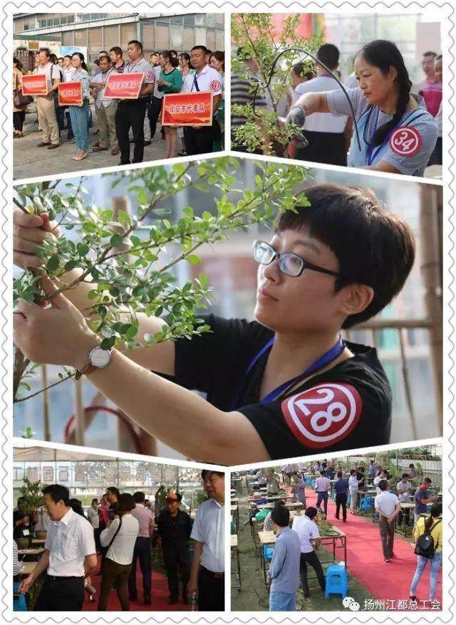 扬州盆景制作职业技能竞赛在我区举办