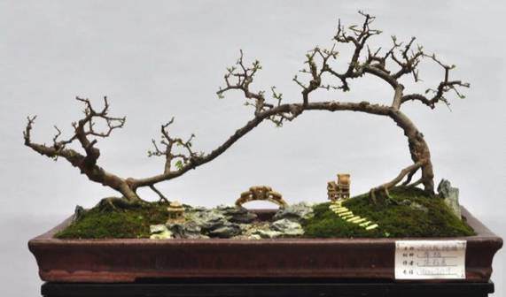 恩施的盆景艺术爱好者们,这里有组织在呼唤你!