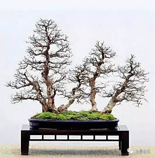 树木盆景的平衡, 是“生理力学平衡”