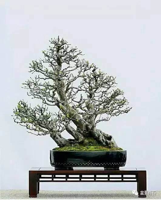 树木盆景的平衡, 是“生理力学平衡”