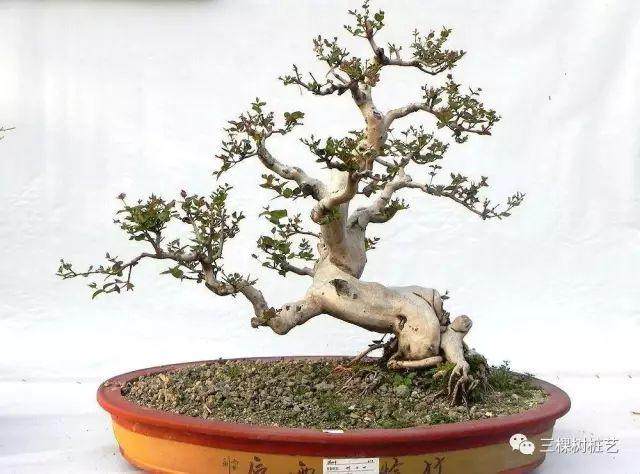 盆景制作应繁中求简 因材施艺