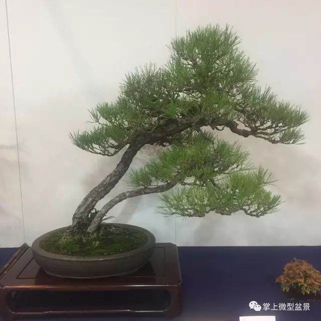 双杆式盆景的制作方法