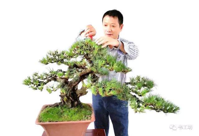 苏派盆景发一枝 —— 对话苏派盆景探究者周斌芳