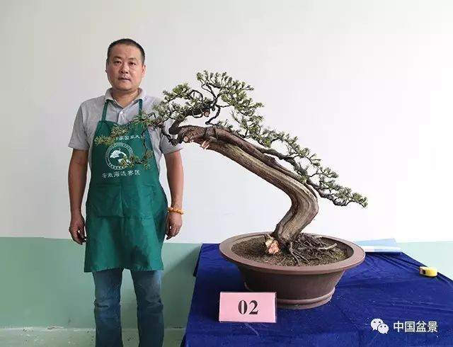 中国盆景作家国家大赛安徽赛区海选比赛圆满落幕