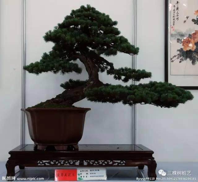 山松盆景新树桩的换土的方法和体会