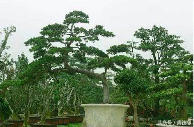 教你如何制作野生树桩盆景?