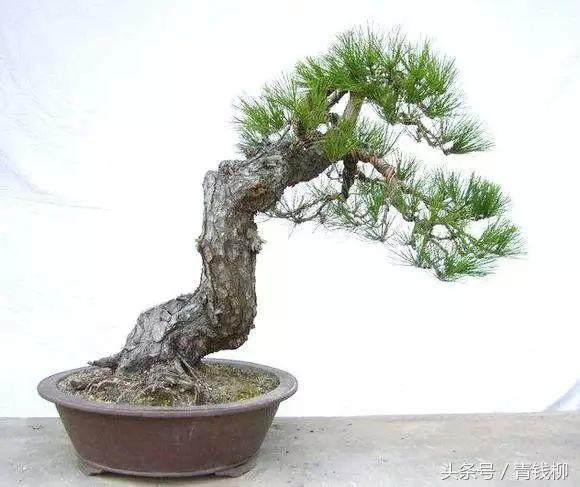 教你如何制作野生树桩盆景?