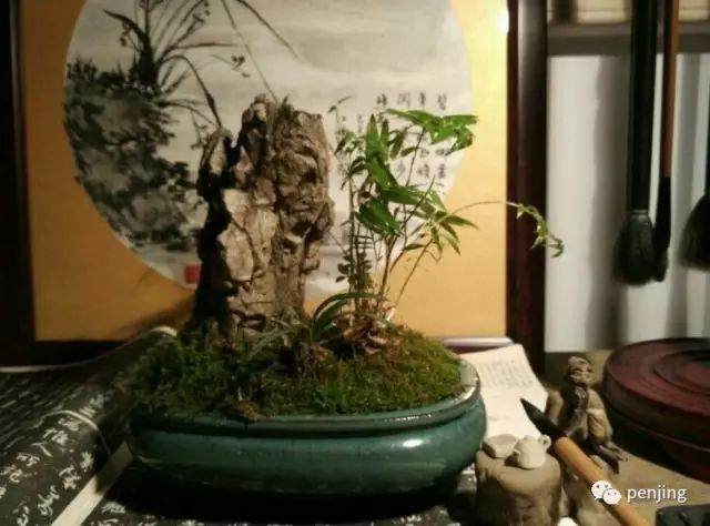 老壼茶说 《文人写意盆景》