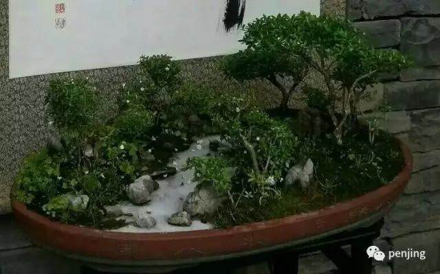 老壼茶说 《文人写意盆景》