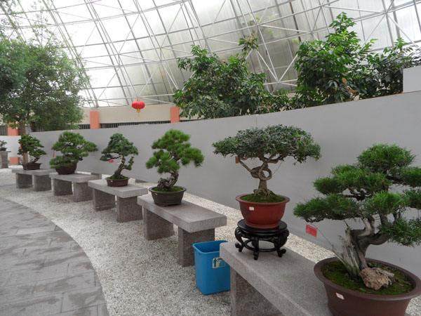 烟台黄海第十三届盆景展