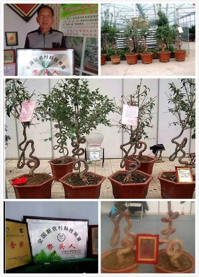 车会智老人和他的花木草书艺术盆景