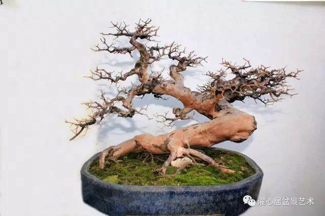 岭南盆景制作谈（六）——岭南盆景的脱衣换锦