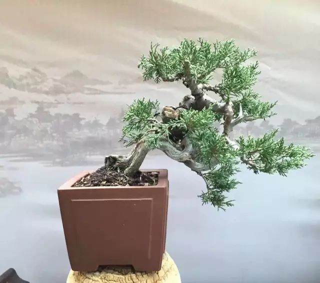 第四届中国风盆景展参展商&mdash;&mdash;袁葱