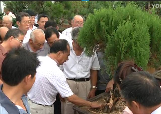 第四届中国风盆景展邀请嘉宾&mdash;&mdash;王选民