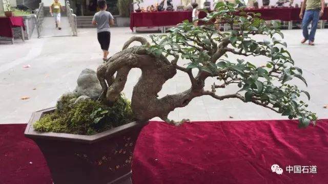 “迎创文 献爱心 ”一一2017遵义盆景义拍活动