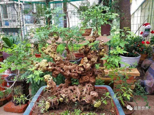 我和我的盆景丨千里“奔袭”运黄荆