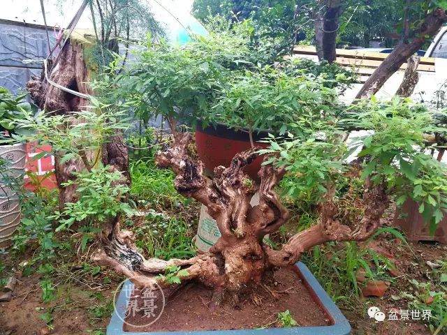 我和我的盆景丨千里“奔袭”运黄荆