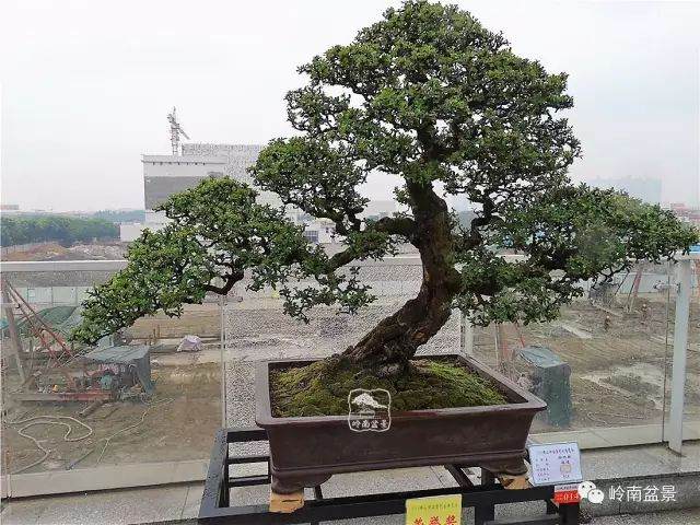 品佛山盆景之美 领悟盆景的大与难