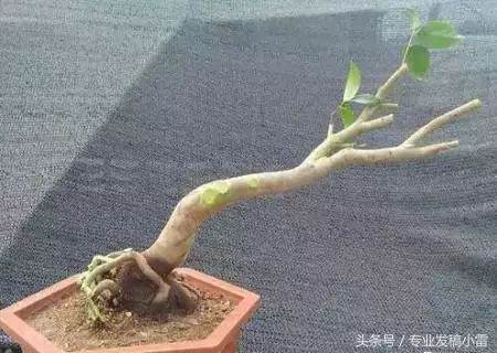 盆景钻孔嫁接技术图解