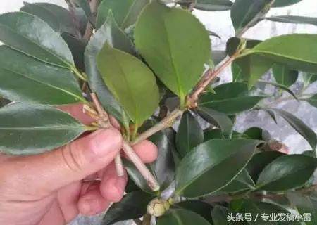 盆景钻孔嫁接技术图解