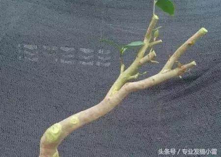 盆景钻孔嫁接技术图解