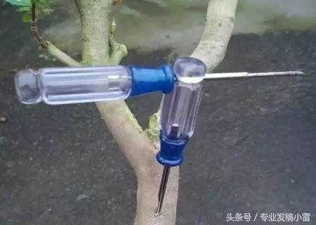 图解 盆景钻孔发芽的嫁接技术