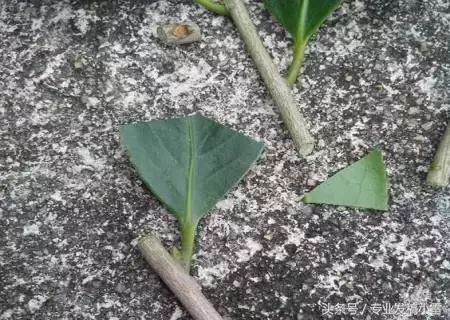 图解 盆景钻孔发芽的嫁接技术