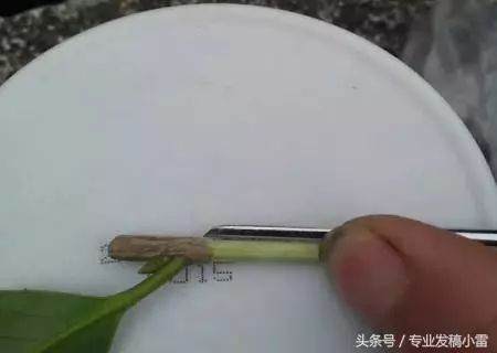 图解 盆景钻孔发芽的嫁接技术