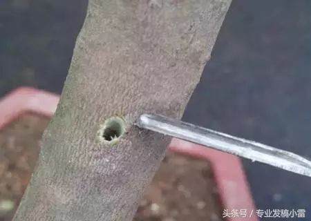 图解 盆景钻孔发芽的嫁接技术