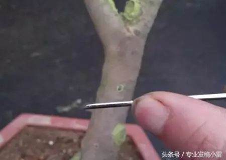 图解 盆景钻孔发芽的嫁接技术