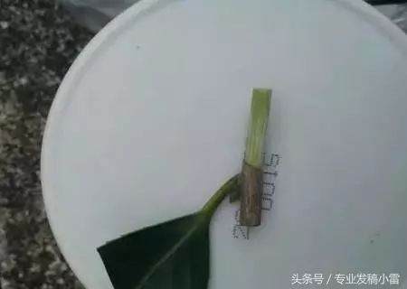 图解 盆景钻孔发芽的嫁接技术